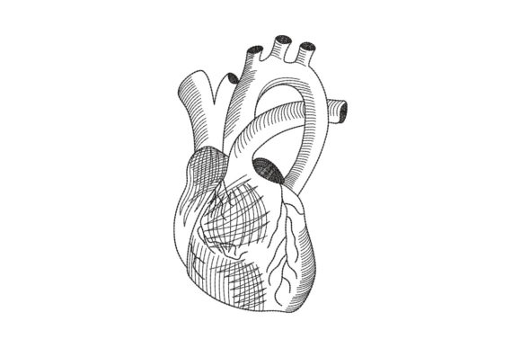 Anatomical Heart Line Art